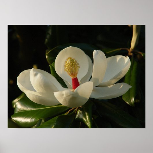 Magnolia Blossom Poster (Voorkant)
