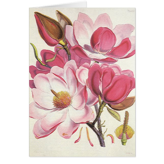  Magnolia Blossom, roze tuinbloemen (Voorkant)