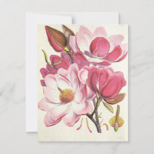 Magnolia Blossom, roze tuinbloemen