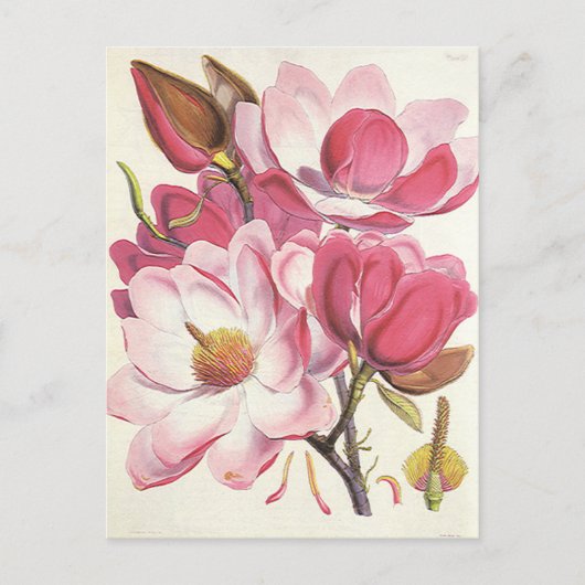 Magnolia Blossom, roze tuinbloemen Briefkaart (Voorkant)