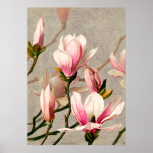 Magnolia Blossom van L. Prang & Co. Poster