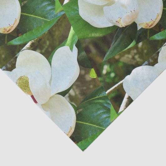 Magnolia BlossomPapier Tissuepapier (Detail)