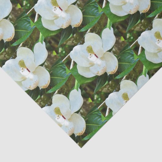Magnolia BlossomPapier Tissuepapier (Detail)