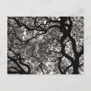 Magnolia Bomen in Bloei Briefkaart