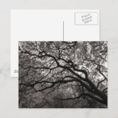 Magnolia Bomen in Bloei Briefkaart (Voorkant / Achterkant)