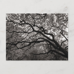 Magnolia Bomen in Bloei Briefkaart