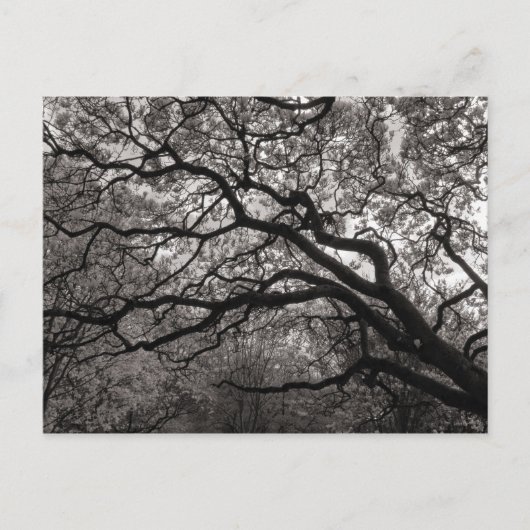 Magnolia Bomen in Bloei Briefkaart (Voorkant)