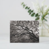Magnolia Bomen in Bloei Briefkaart (Staand voorkant)