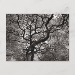 Magnolia Bomen in Bloei Briefkaart
