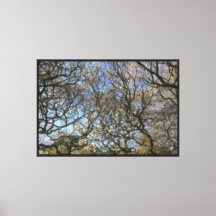 Magnolia bomen, takken en bloesem 02 canvas afdruk
