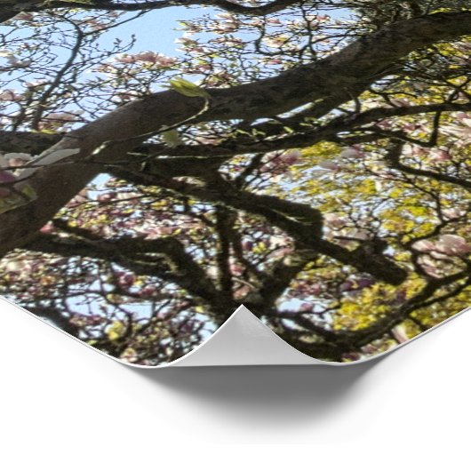 Magnolia bomen, takken en bloesem 02 poster (Hoek)