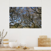 Magnolia bomen, takken en bloesem 02 poster (Keuken)