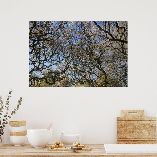 Magnolia bomen, takken en bloesem 02 poster (Keuken)