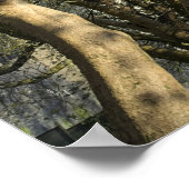 Magnolia bomen, takken en bloesem 03 poster (Hoek)