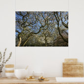 Magnolia bomen, takken en bloesem 03 poster (Keuken)