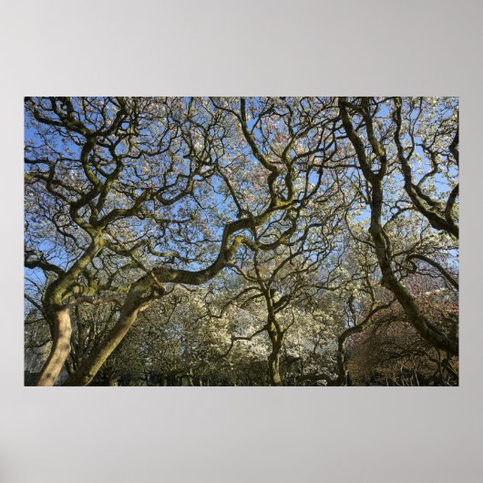 Magnolia bomen, takken en bloesem 03 poster (Voorkant)