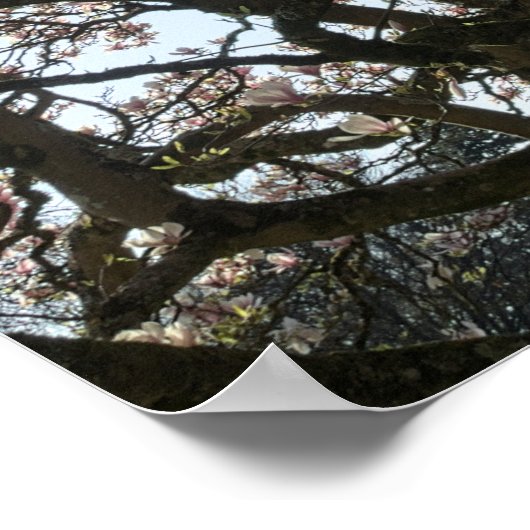 Magnolia bomen, takken en bloesem 05 poster (Hoek)