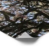 Magnolia bomen, takken en bloesem 06 poster (Hoek)