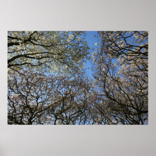 Magnolia bomen, takken en bloesem 06 poster