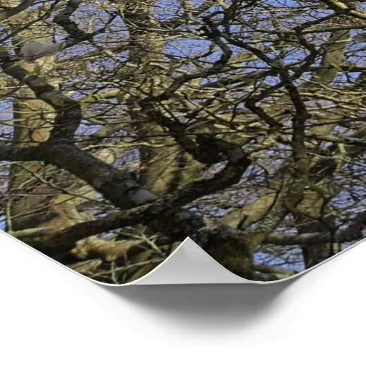 Magnolia bomen, takken en bloesem poster (Hoek)