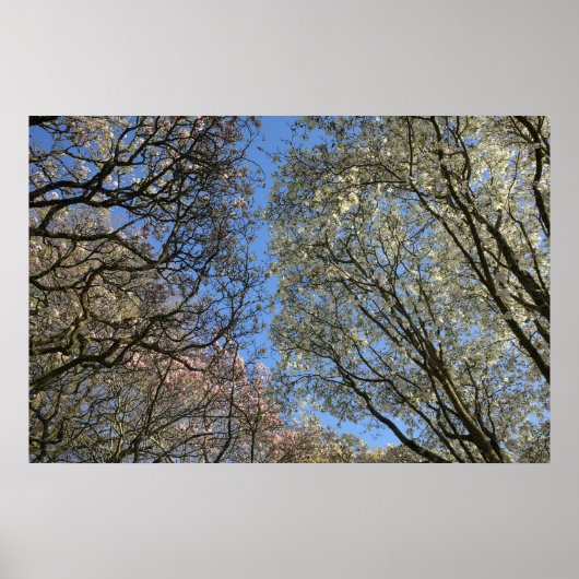 Magnolia bomen, takken en bloesem poster (Voorkant)
