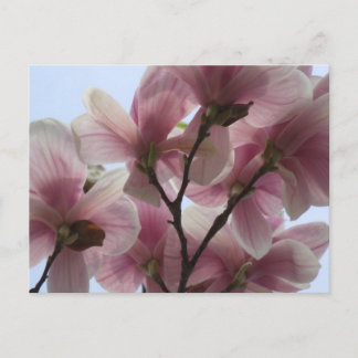 Magnolia-boom in het Briefkaart Bloom