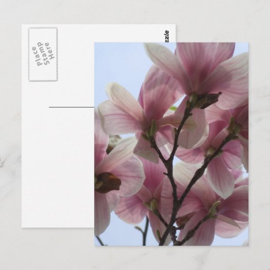 Magnolia-boom in het Briefkaart Bloom (Voorkant / Achterkant)