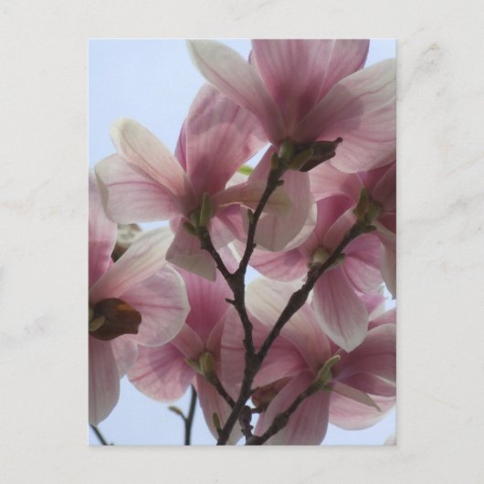 Magnolia-boom in het Briefkaart Bloom (Voorkant)