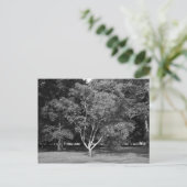 Magnolia-boom in zomerbaan briefkaart (Staand voorkant)