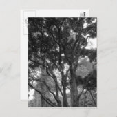 Magnolia-boom in zomerbaan briefkaart (Voorkant / Achterkant)