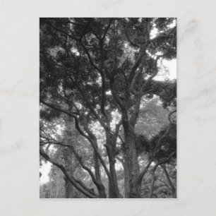 Magnolia-boom in zomerbaan briefkaart