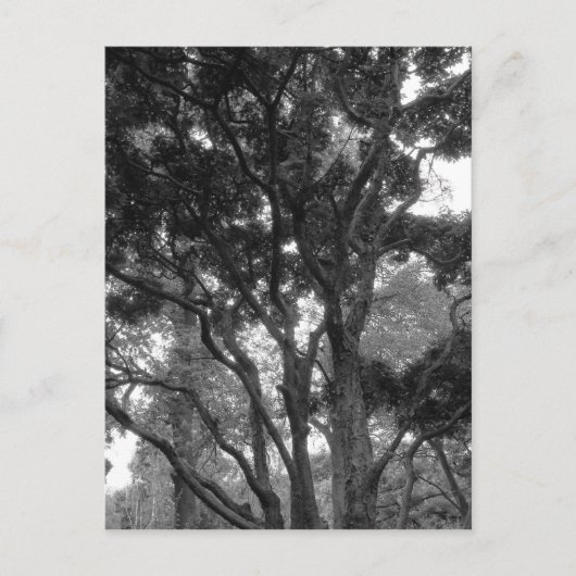 Magnolia-boom in zomerbaan briefkaart (Voorkant)