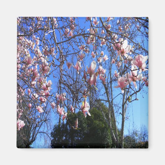 Magnolia-boom..... Magneet (Voorkant)