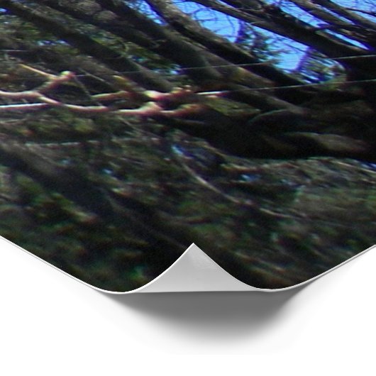 Magnolia-boom..... Poster (Hoek)