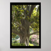 Magnolia Boom Poster (Voorkant)