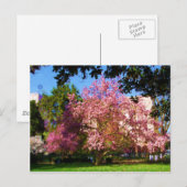 Magnolia Boomkaart Briefkaart (Voorkant / Achterkant)