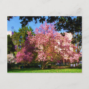 Magnolia Boomkaart Briefkaart