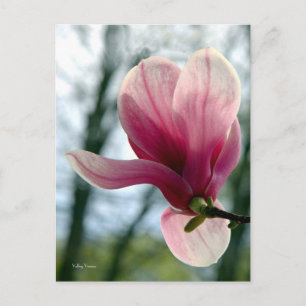 Magnolia Bossen Briefkaart