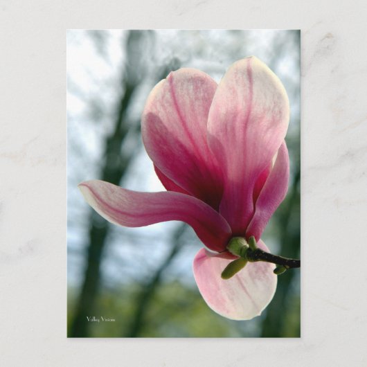 Magnolia Bossen Briefkaart (Voorkant)