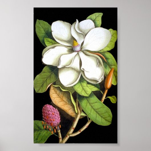 Magnolia Botanical Poster (Voorkant)