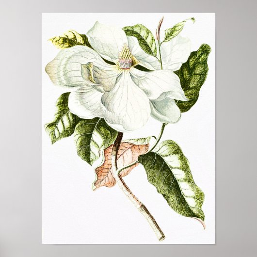  Magnolia Botanische Illustratie Poster (Voorkant)