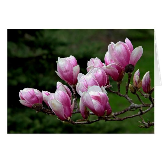 Magnolia Branch (Voorkant Horizontaal)