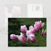 Magnolia Branch Briefkaart (Voorkant / Achterkant)