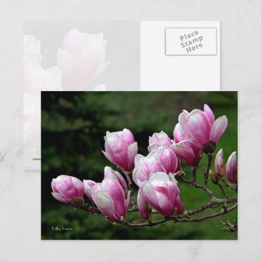 Magnolia Branch Briefkaart (Voorkant / Achterkant)