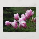 Magnolia Branch Briefkaart (Voorkant)