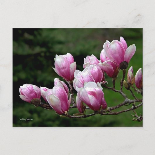 Magnolia Branch Briefkaart (Voorkant)