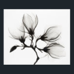 Magnolia Branch with Four Flowers (ca. 1910-1925) Poster<br><div class="desc">Magnolia Branch with Four Flowers (ca. 1910-1925)</div>