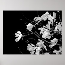 Magnolia Branches Art