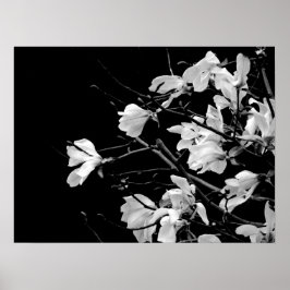 Magnolia Branches Art Poster