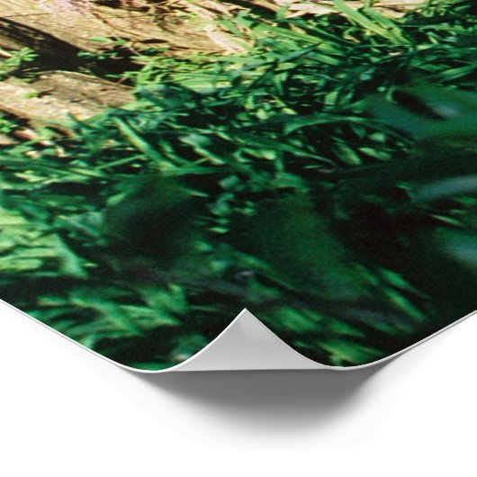 Magnolia Bridge Poster (Hoek)